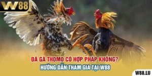 Đá Gà Thomo Có Hợp Pháp Không? Hướng Dẫn Tham Gia Tại W88